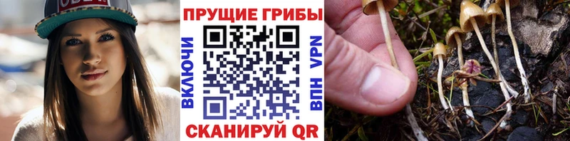 Купить закладки  Заозёрный  Галлюциногенные грибы мицелий 